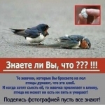 appakov009